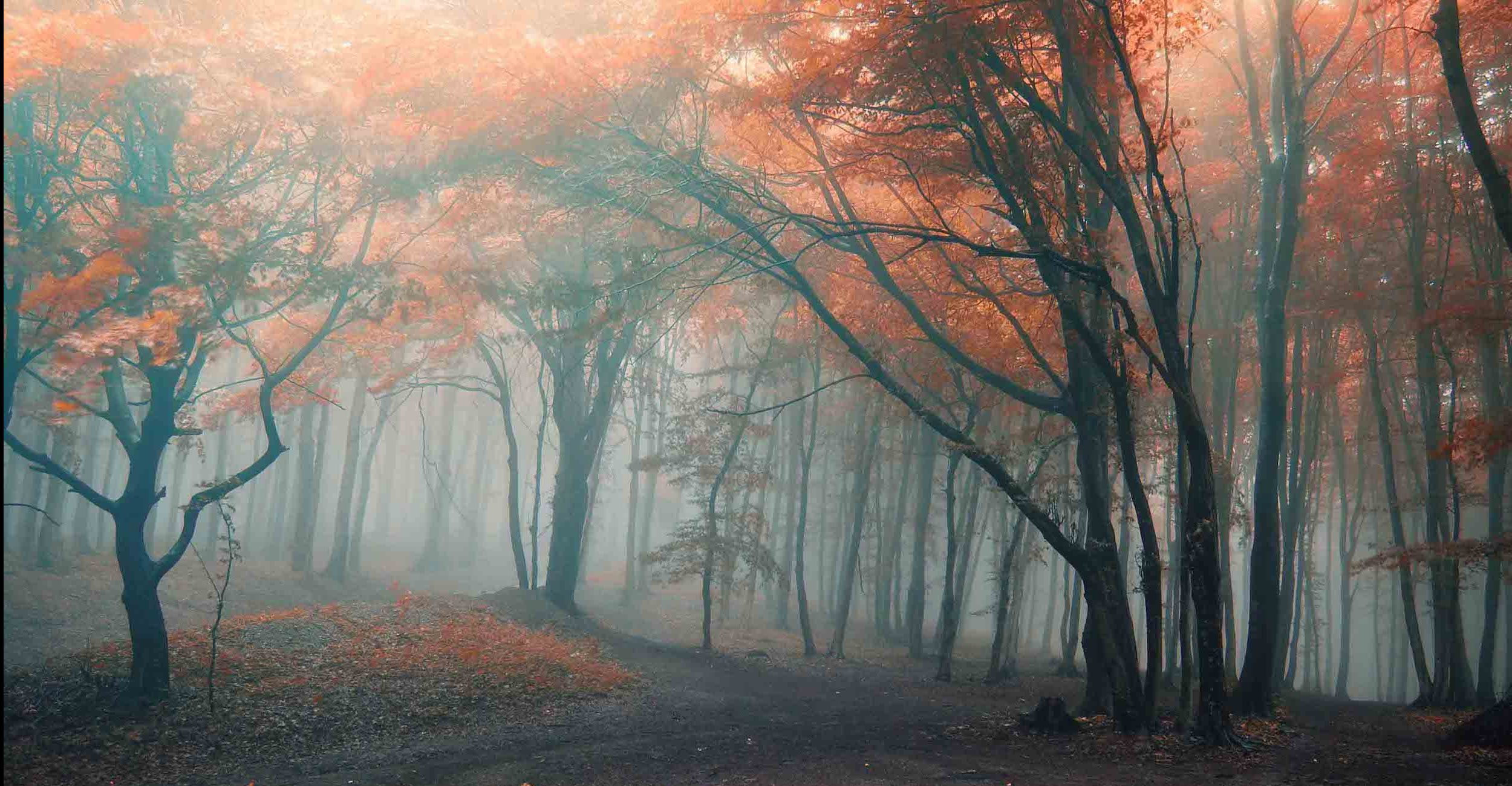 fall-colours forest with fall colours