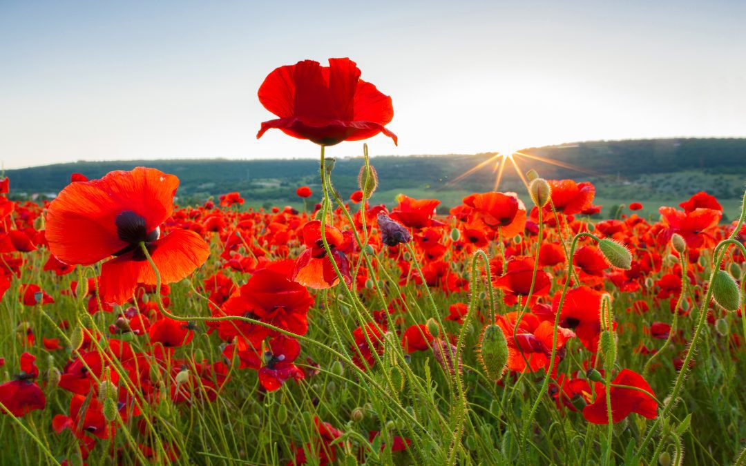 November School Closures